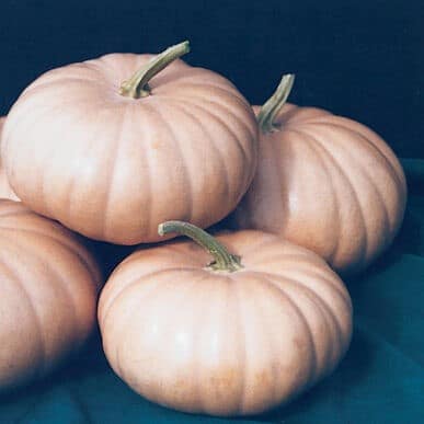Long Island Cheese Squash