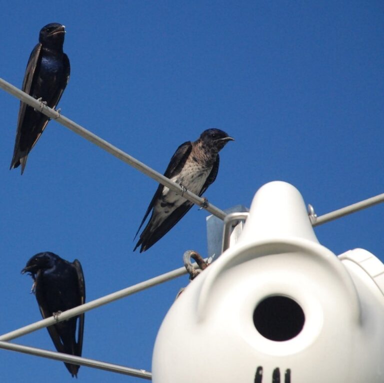 Three purple martins sitting on the stems of the poles, next to their gourd homes.