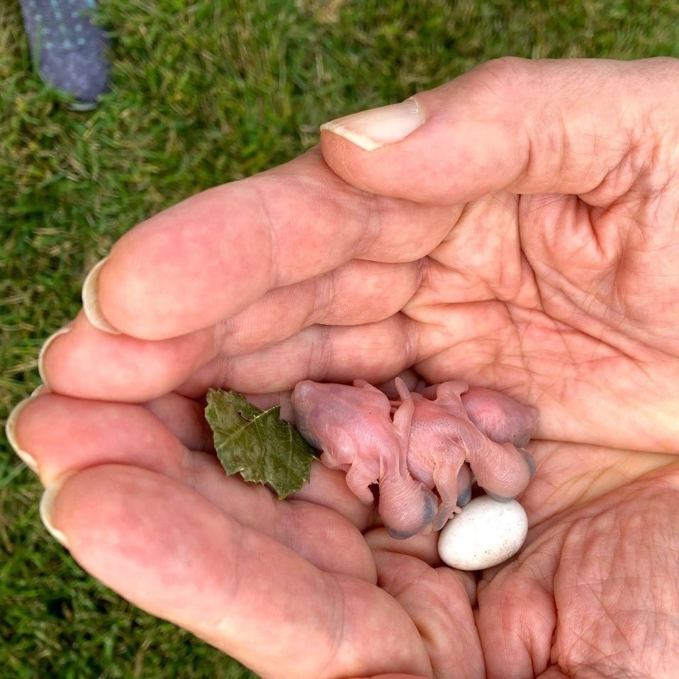 Hatched purple martin baby birds and one unhatched egg, resting in hand.