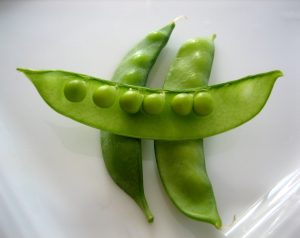 Snow Peas snapped open visually showing pea's small size