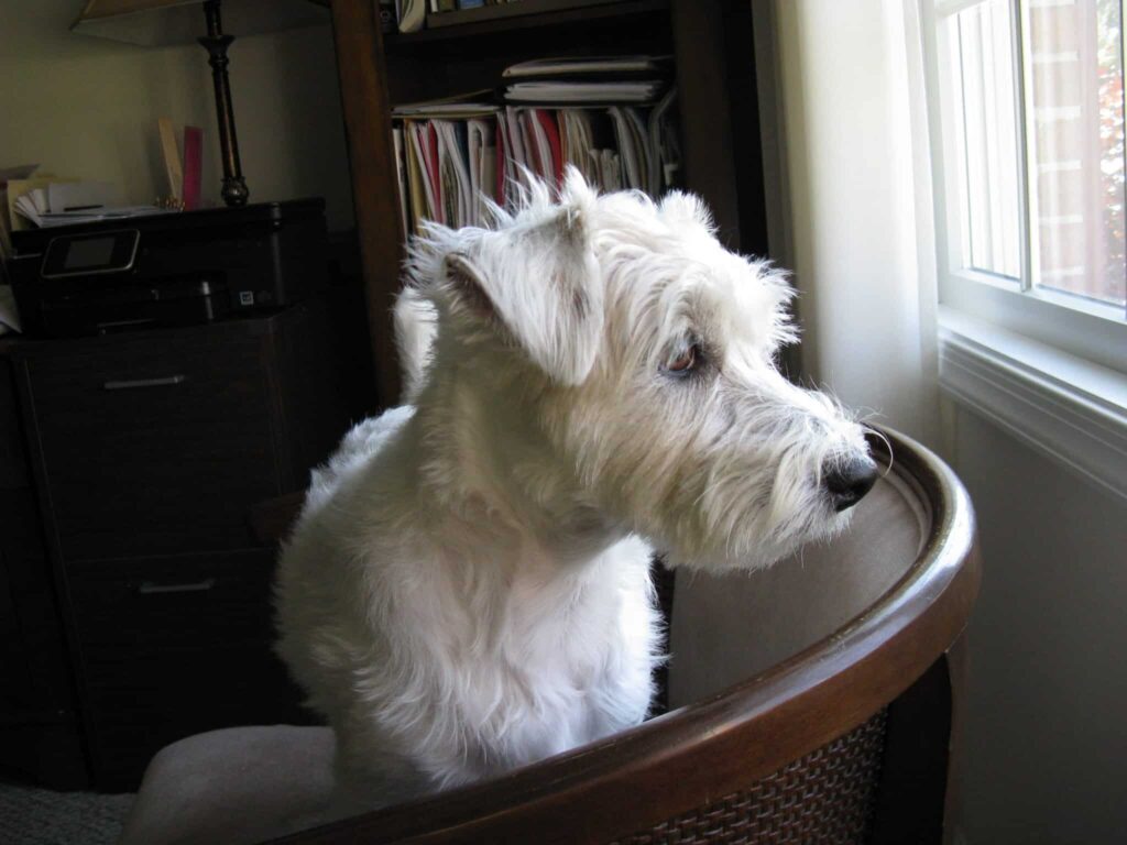 Small white dog, standing on a chair, looking out the window.
