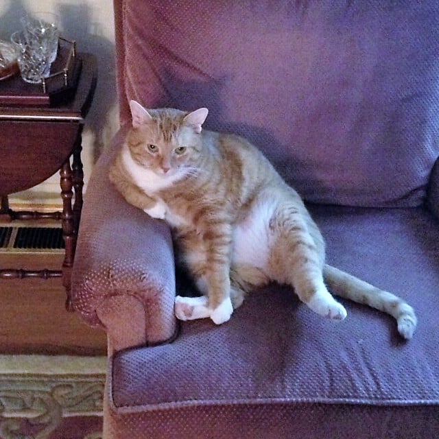 An orange cat sitting on a chair