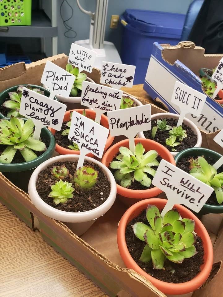 CLV's Carole Waddell succulent signs